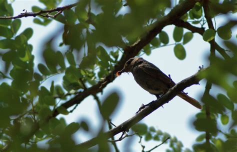 penacon female